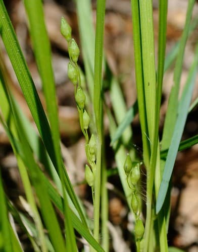 Starved Witchgrass (Dichanthelium depauperatum)