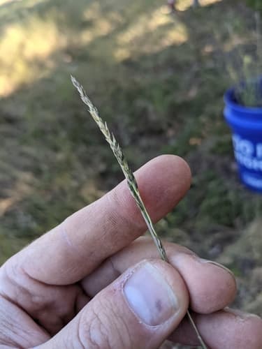 Rough Dropseed (Sporobolus clandestinus)