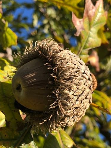 Bur Oak (Quercus macrocarpa)