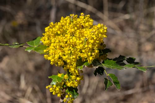 Mountain-grape (Berberis aquifolium)