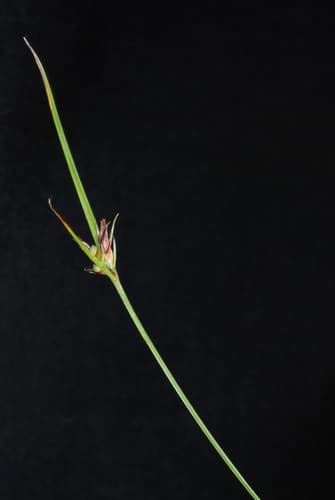 Fewflower Nutrush (Scleria pauciflora)