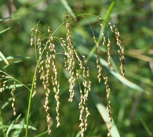 Rattlesnake Grass (Glyceria canadensis)