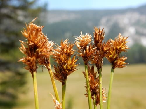 Brown Sedge (Carex subfusca)
