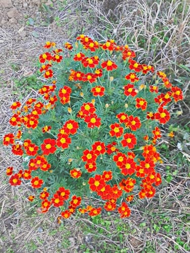 French Marigold (Tagetes patula)