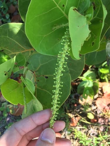 Platterleaf (Coccoloba uvifera)