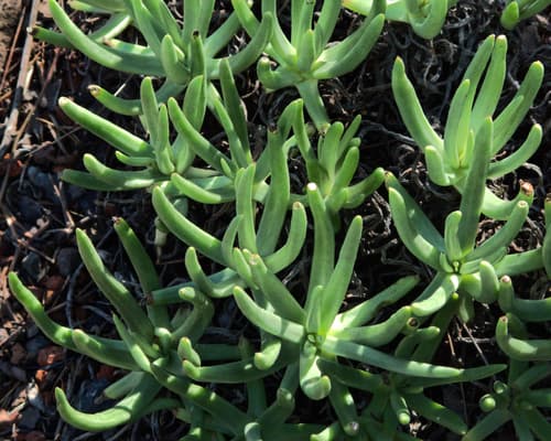 Fingertips (Dudleya edulis)