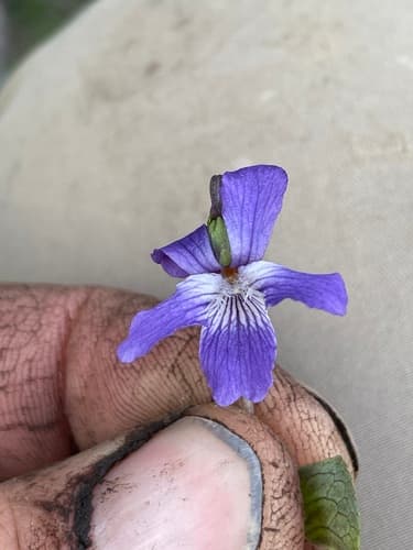 Northern Bog Violet (Viola nephrophylla)