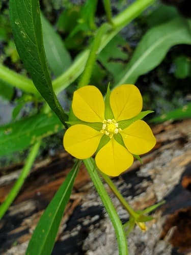 Anglestem Primrose-willow (Ludwigia leptocarpa)