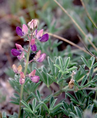 Seashore Lupine (Lupinus littoralis)