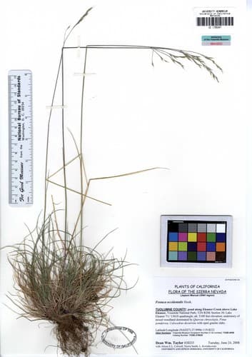 Western fescue (Festuca occidentalis)
