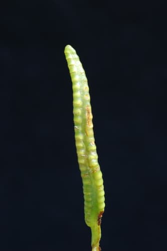 Northern Adderstongue (Ophioglossum pusillum)