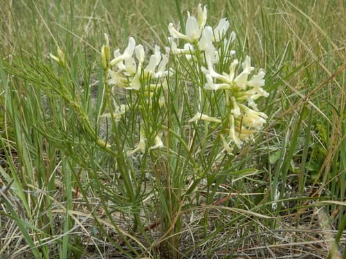 Narrow-Leaved Milk-Vetch (Astragalus pectinatus)