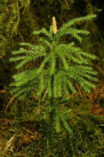 Prickle Tree Club-Moss (Dendrolycopodium dendroideum)