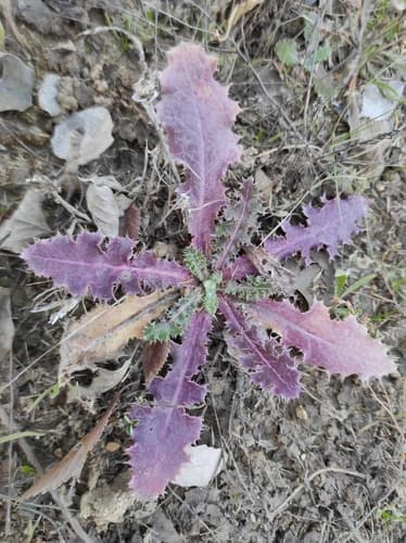 Rough Milk Thistle (Sonchus asper)