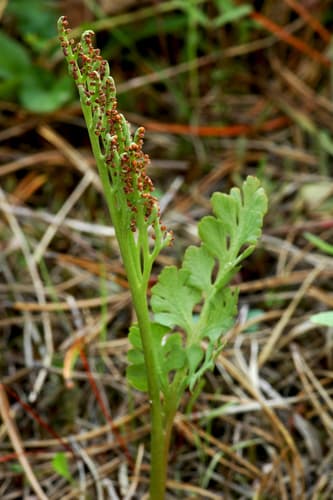 Northern Moonwort (En) (Botrychium pinnatum)