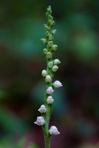 Checkered Rattlesnake Plantain (Goodyera tesselata)