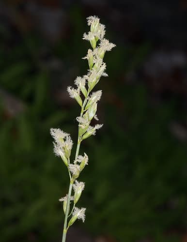 Spike Fescue (Festuca kingii)