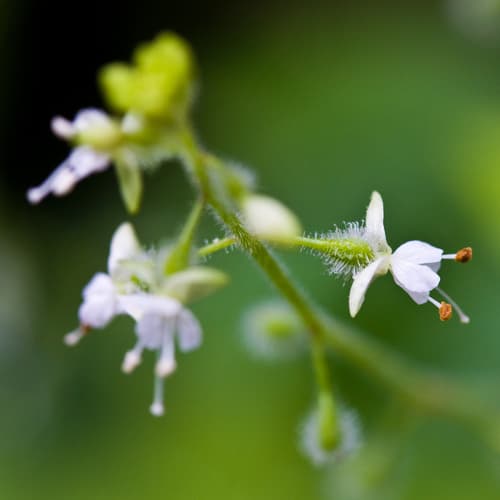 Broadleaf Enchanter'S Nightshade (Circaea canadensis)