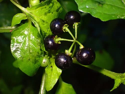 American Black Nightshade (Solanum americanum)