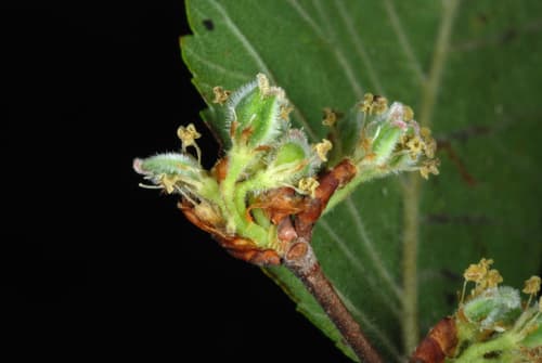 Cedar Elm (Ulmus crassifolia)