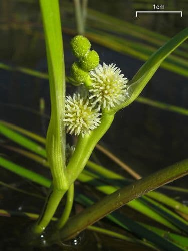 American Bur-reed (Sparganium americanum)