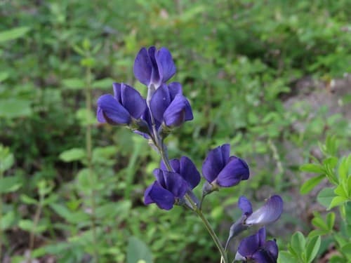 Wild Blue Indigo (Baptisia australis)