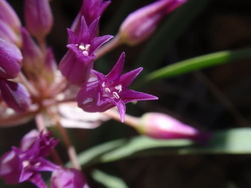 Scytheleaf onion (Allium falcifolium)