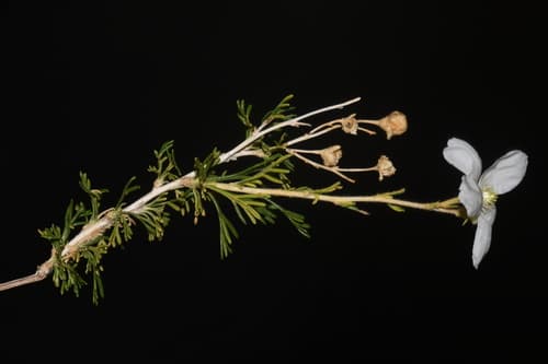 Apache Plume (Fallugia paradoxa)