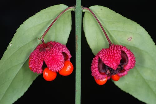 Strawberry Bush (Euonymus americanus)