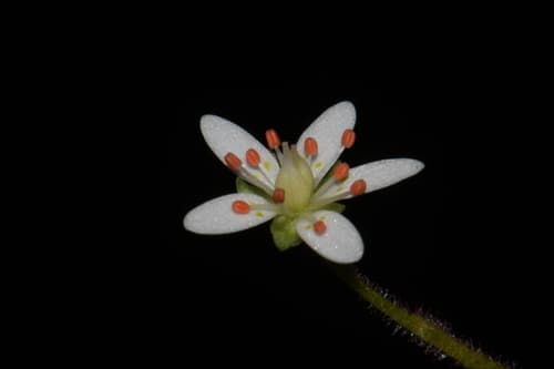 Golden-eye Pseudosaxifrage (Micranthes careyana)