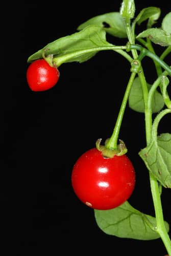 Texas Nightshade (Solanum triquetrum)