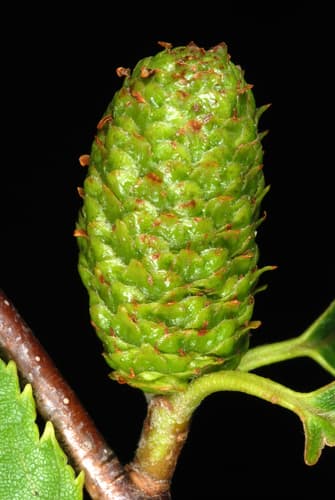 Yellow Birch (Betula lutea)