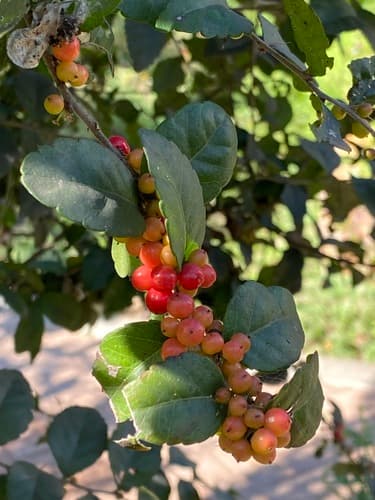 Brushholly (Xylosma flexuosa)