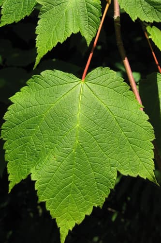 Moose Maple (Acer spicatum)