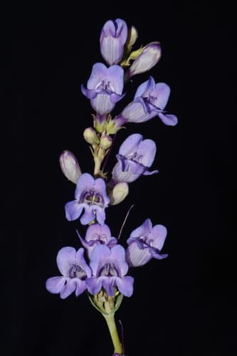 Smooth-leaf Penstemon (Penstemon leiophyllus)