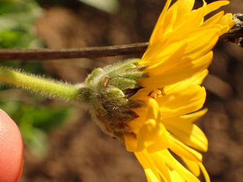 California brittlebush (Encelia californica)