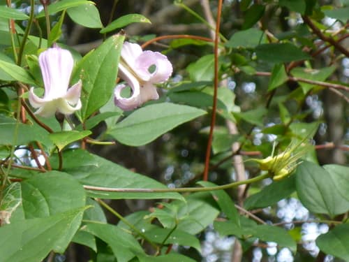 Swamp Leatherflower (Clematis crispa)
