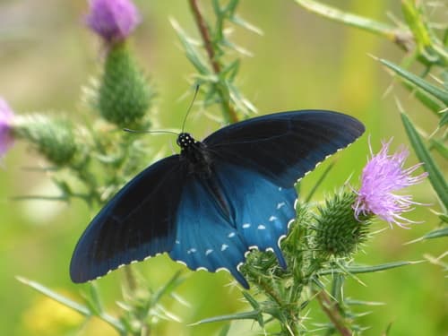Pipevine Swallowtail (Battus philenor)