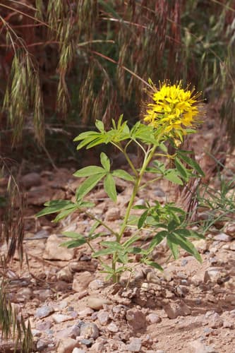Yellow Beeplant (Cleomella lutea)