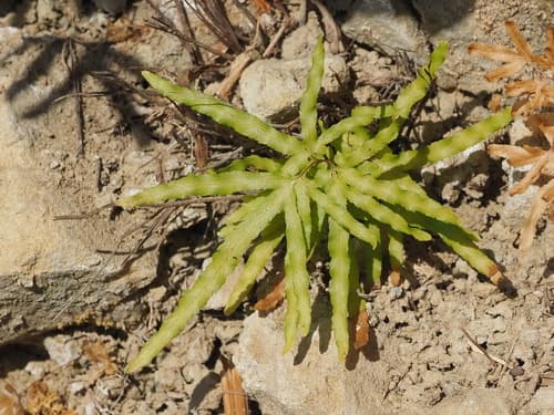 Japanese Climbing Fern (Lygodium japonicum)