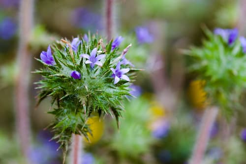 California Stinkweed (Navarretia squarrosa)