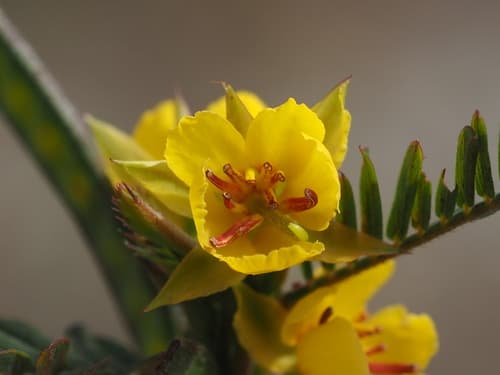 Sensitive-pea (Chamaecrista nictitans)