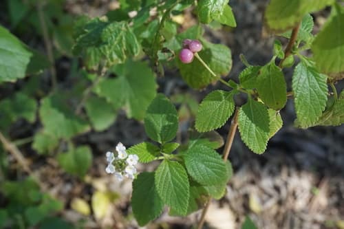 Velvet Lantana (Lantana velutina)