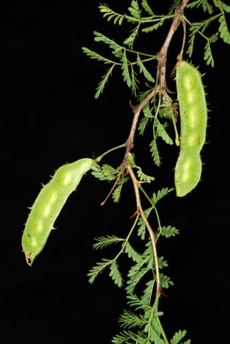 Fragrant Mimosa (Mimosa texana)