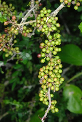Lime Prickly-Ash (Zanthoxylum fagara)