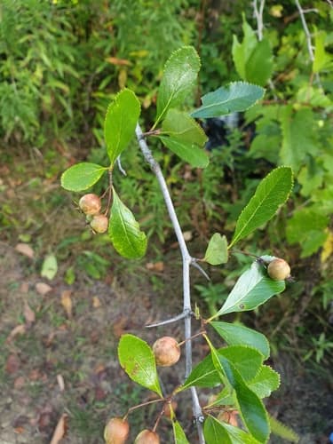 Cockspur Hawthorn (Crataegus crus-galli)
