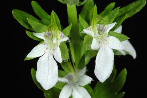 Coast Germander (Teucrium cubense)