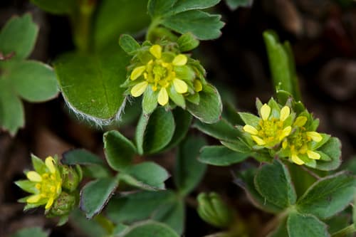 Creeping Sibbaldia (Sibbaldia procumbens)