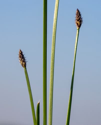 Flat-stem Spike-rush (Eleocharis compressa)