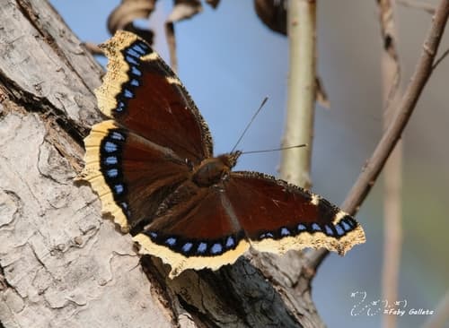 Mourning Cloak (Nymphalis antiopa)